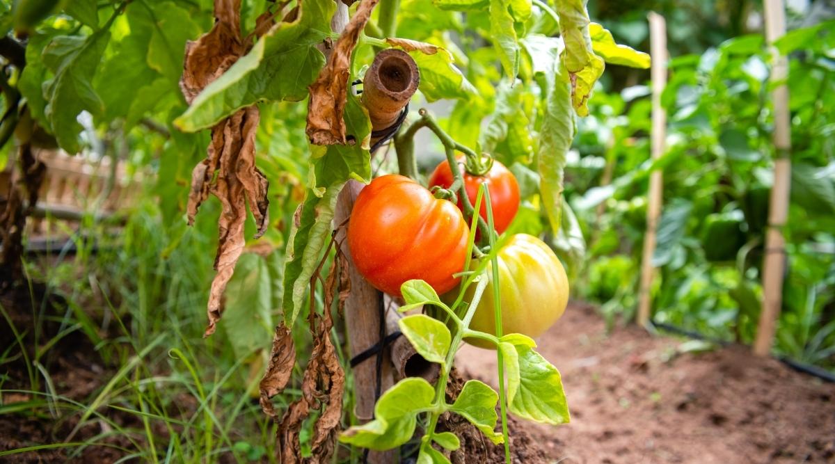ripe tomatoes