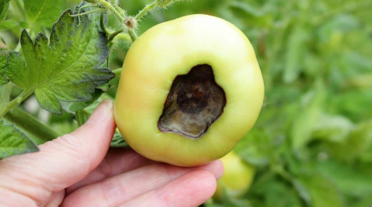 root rot in tomato