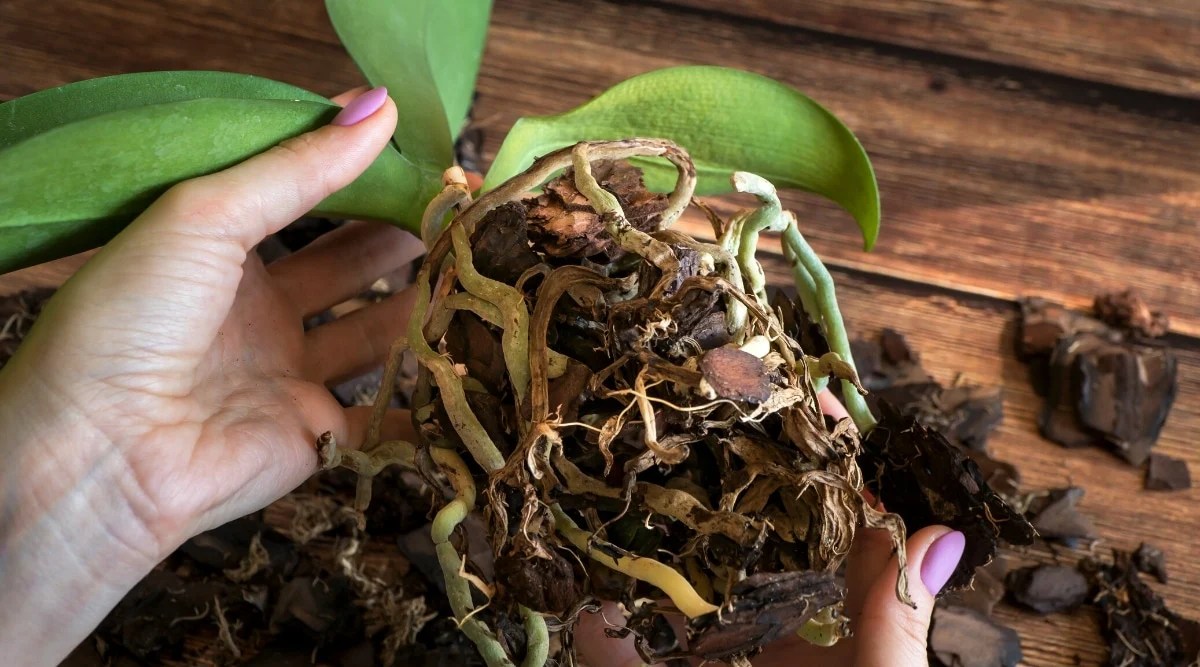 How to Fix Root Rot in Orchid Plants