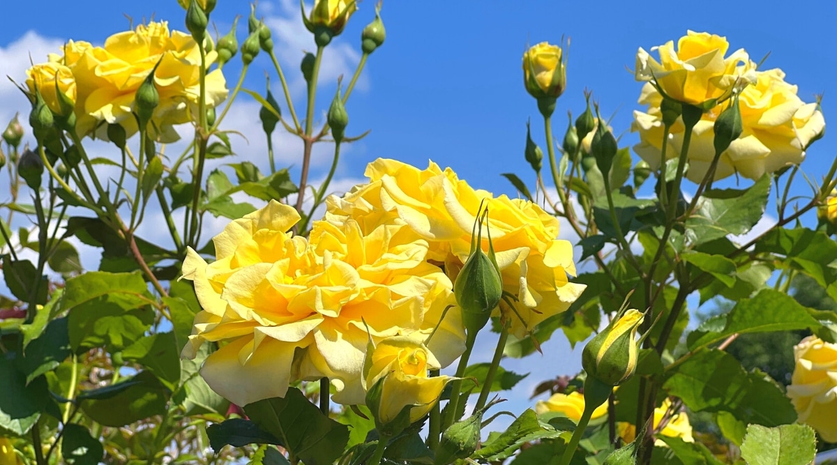 21 Roses That Will Flourish in Northern Climate Gardens