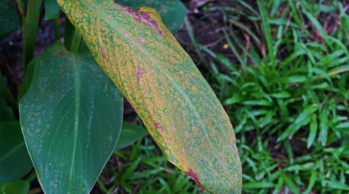 rust on the Canna leaves