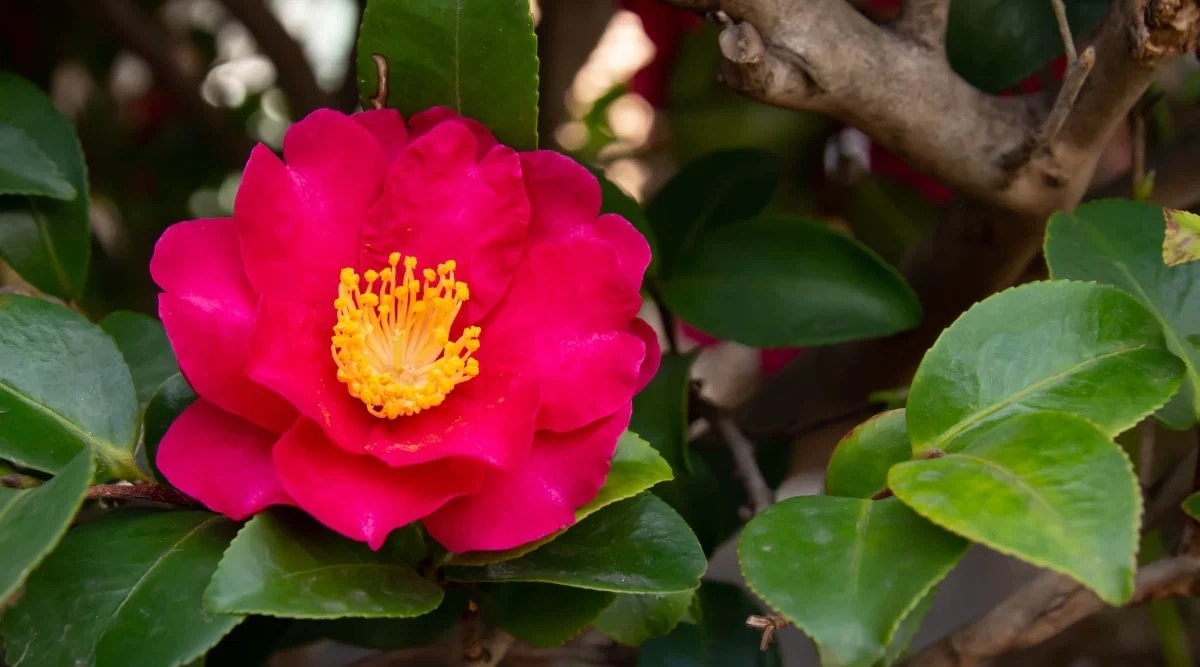 Do Camellias Like Full Sun, Partial Shade or Full Shade?