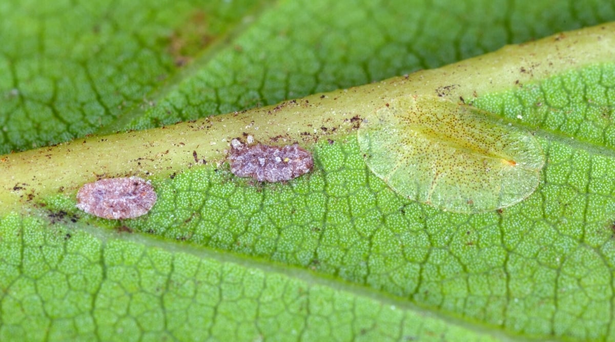 Close-up of three scale insects on a light green leaf. The body of the pests is covered with a high-density protective shell, which includes 1-2 skins, as well as secretory wax.