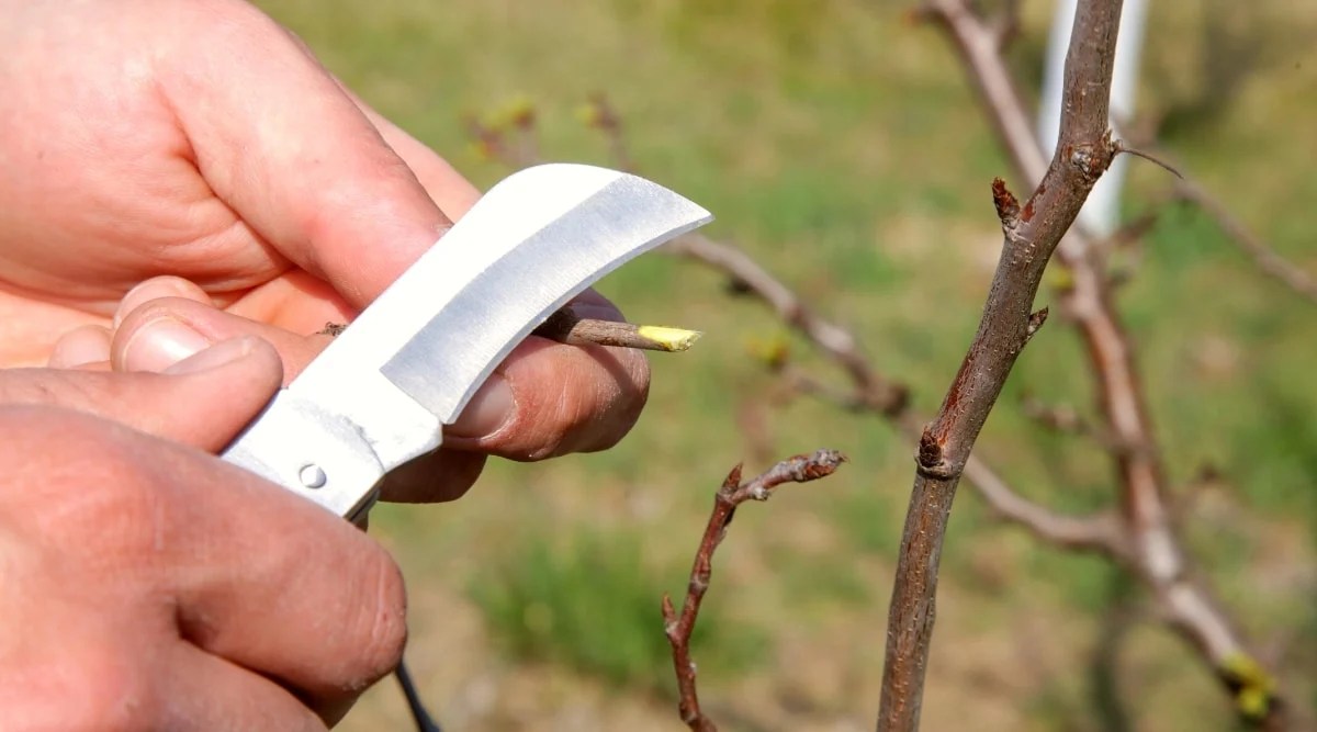 Close-up of male hands conducting a scratch test on a branch of a bush in a spring garden. A man scrapes off the top layer of bark from a branch with a sharp knife to see what is underneath. The bare section of the branch has a pale green tint, which indicates that there is no frost damage on the bush.