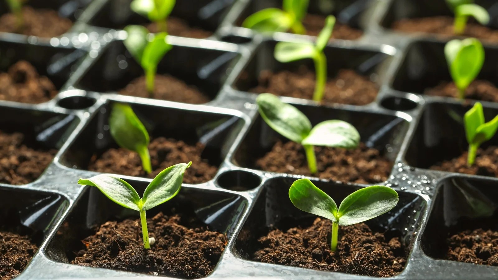 9 Tips for Better Seed Germination Rates This Season
