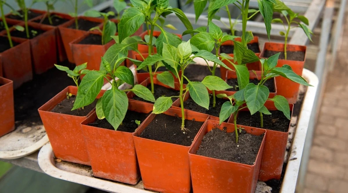 How to Grow Pepper Plants in Pots or Containers