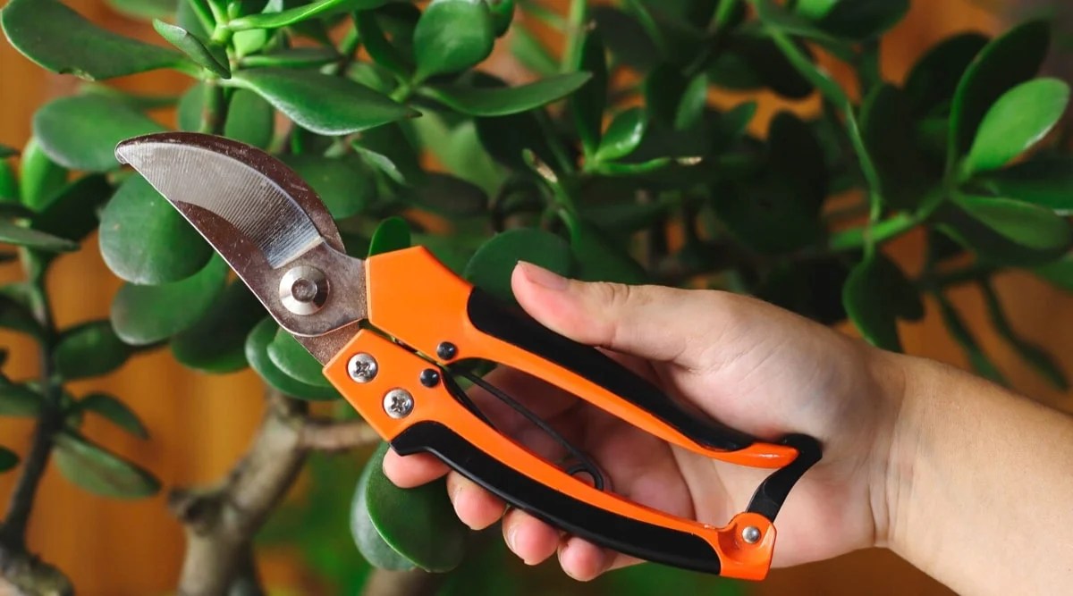 How to Prune Jade Plants in 4 Easy Steps