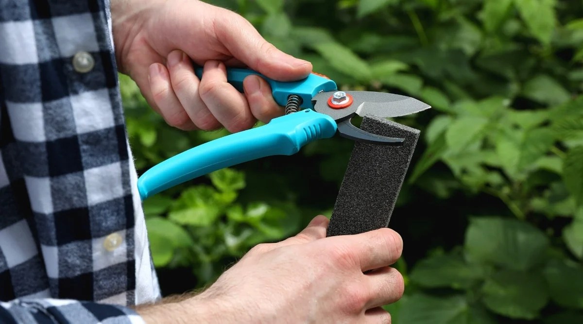 A man sharpens a pruner outdoors, close-up. The man is wearing a white and black plaid shirt. The secateurs are clean, with sharpened blades, and bright blue handles. The sharpener is dark gray, rectangular shape.