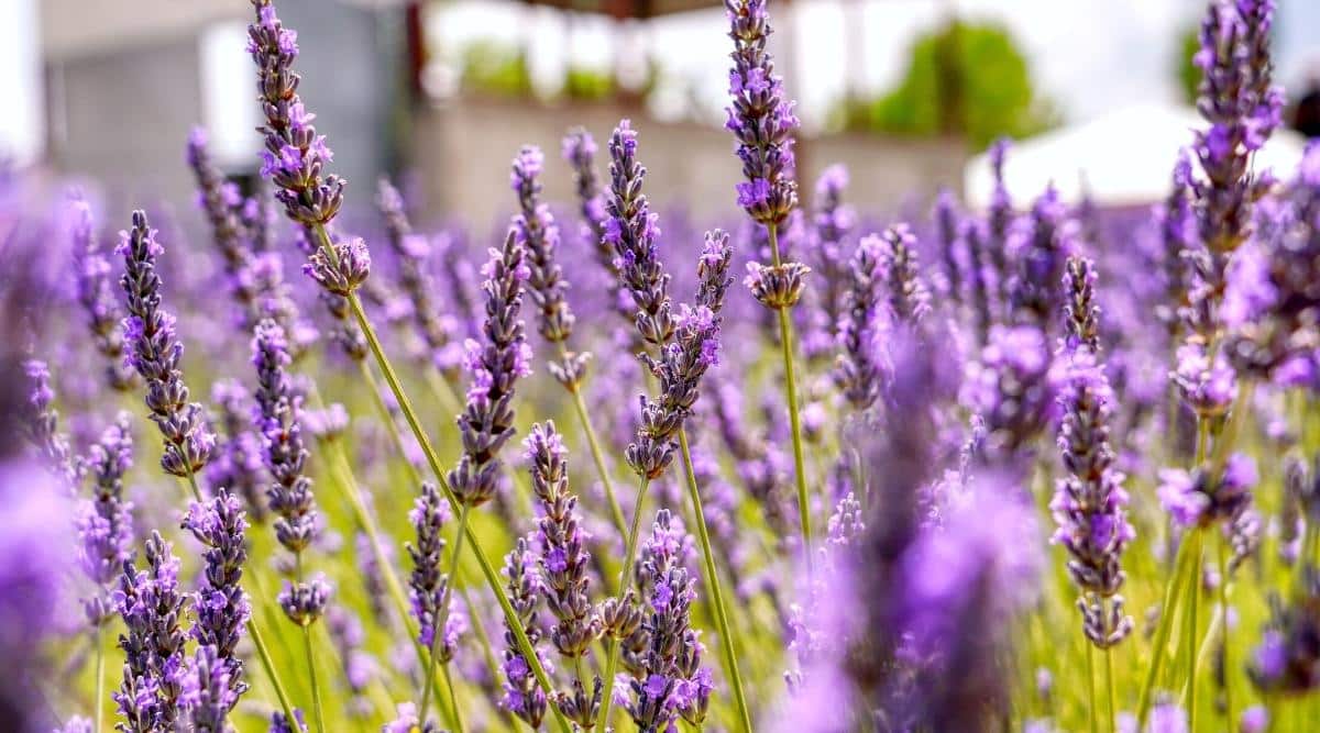 Should You Fertilize Your Lavender Plants?