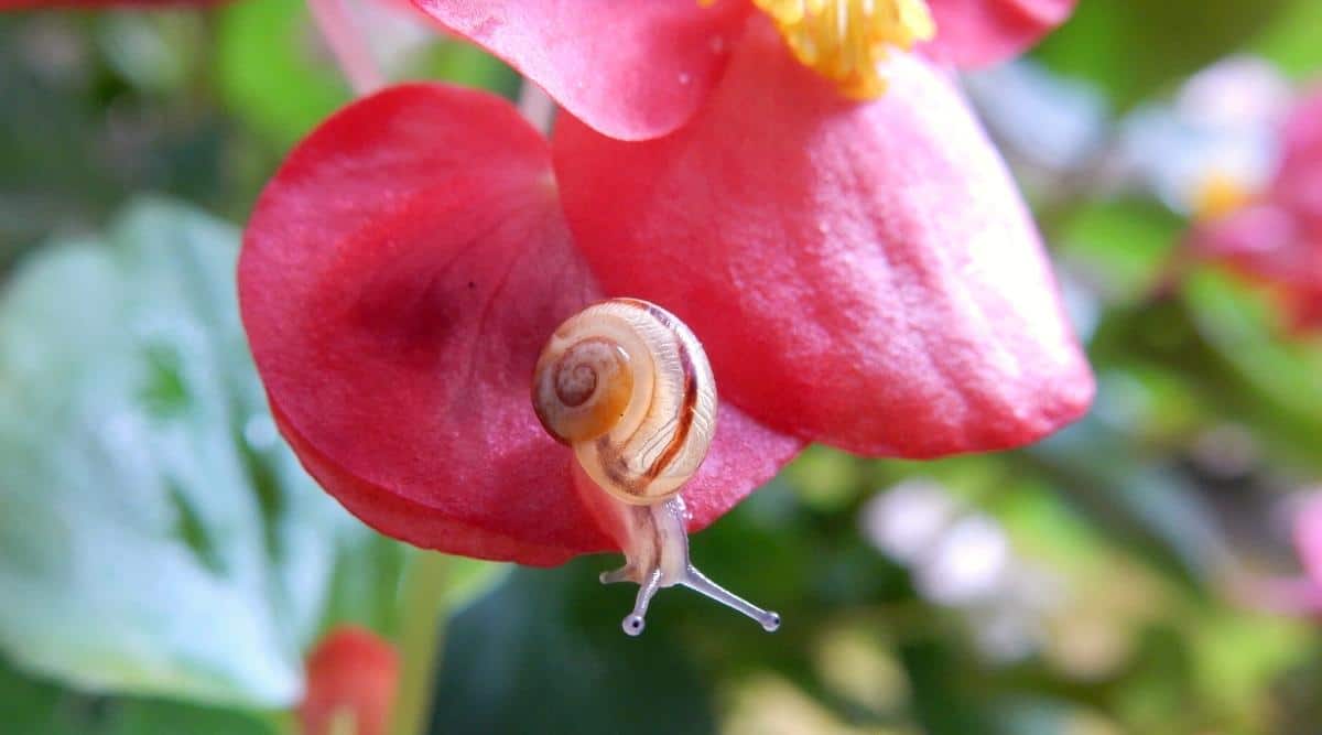 Close-up of a snail on a pink begonia flower. The flower has rounded petals and a yellow center. The snail is small, has a small shell with a brown stripe. The body of the snail is translucent. The background is very blurry.