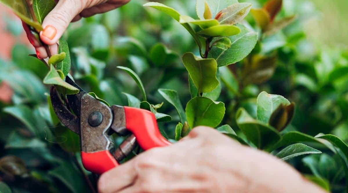 When Should You Prune Camellias Each Season?