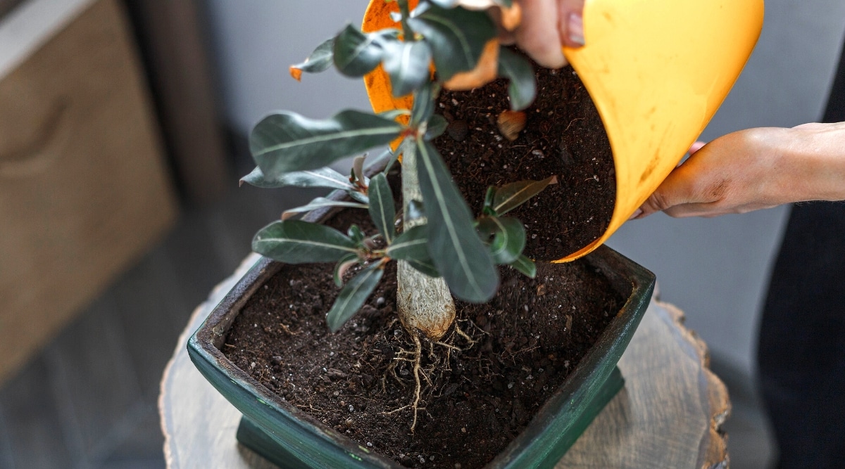 Close-up of female hands pouring fresh soil from a yellow pot into a green flower pot with a growing succulent. The plant has a thick, gray-white trunk, oval, oblong in shape with long, obovate, dark green leaves.