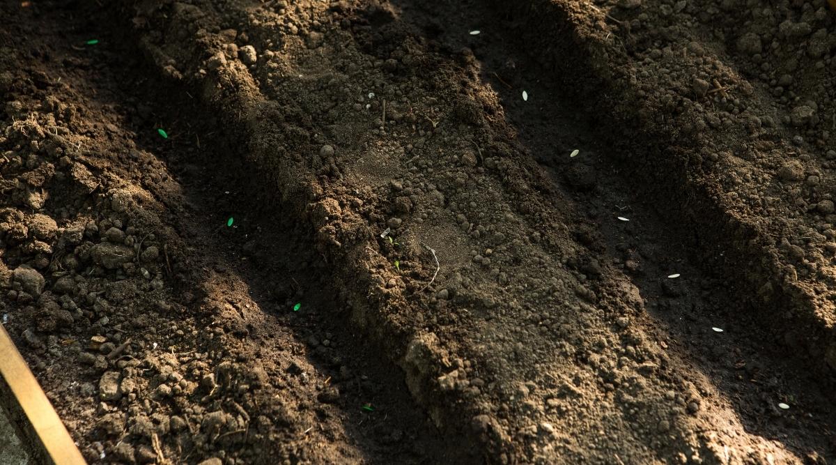 sowing seeds of cucumbers