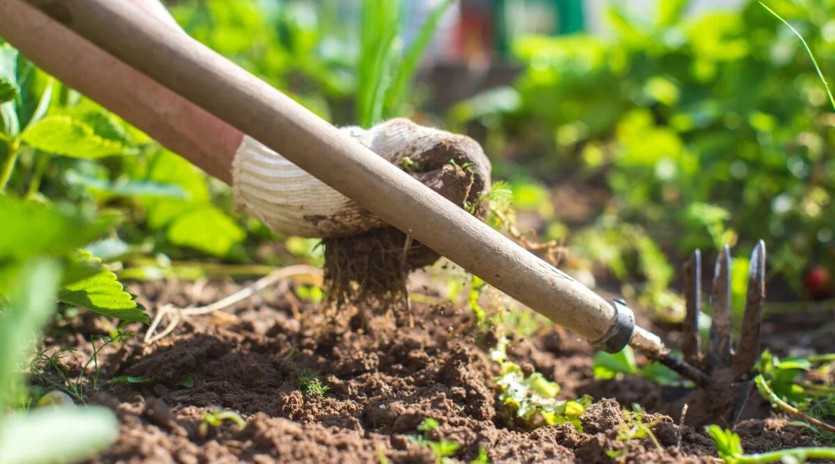A gloved hand pulls a weed out of the soil next to a resting hoe.