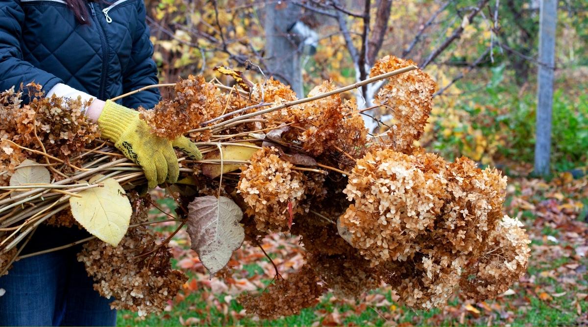 spring hydrangeas cleaning