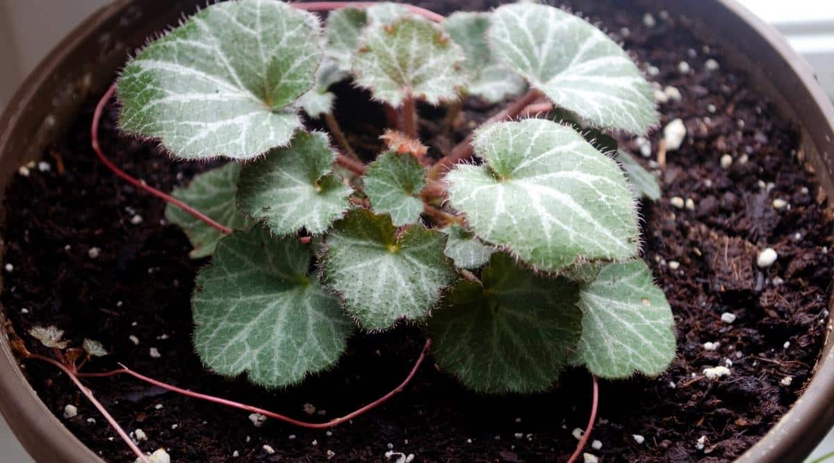 Close-up of a strawberry begonia growing in a brown pot, top view. The leaves are beautiful, heart-shaped, green with white veins, and thin small hairs all over the surface of the plant. Stems are red. White fertilizer granules are scattered on the moist soil.