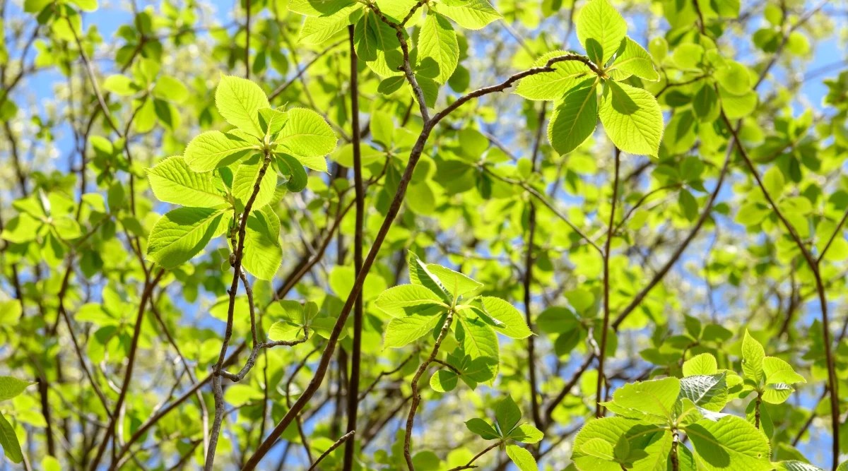 Close-up of a young summersweet clethra without flowers. The plant has upright stems with large oval leaves. The leaves are green with serrated edges.