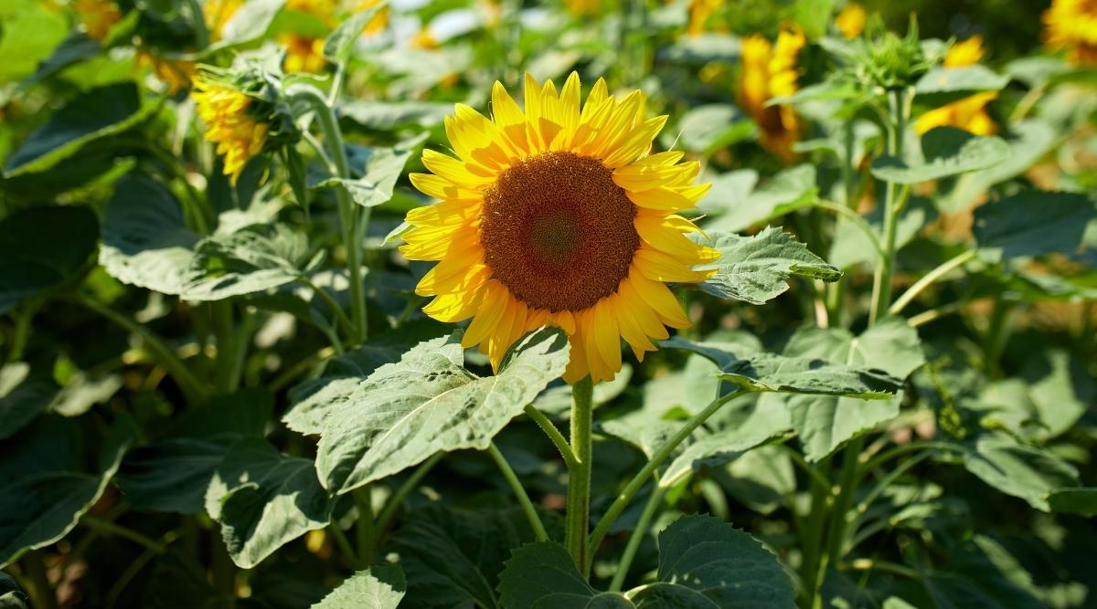 sunflowers in the garden