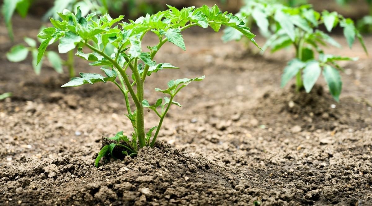 tomato seedling planted in soil