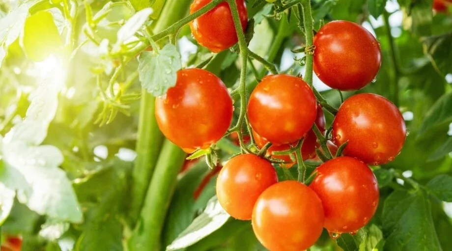 13 Tips For Growing Tomatoes in Hot, Dry Desert Climates