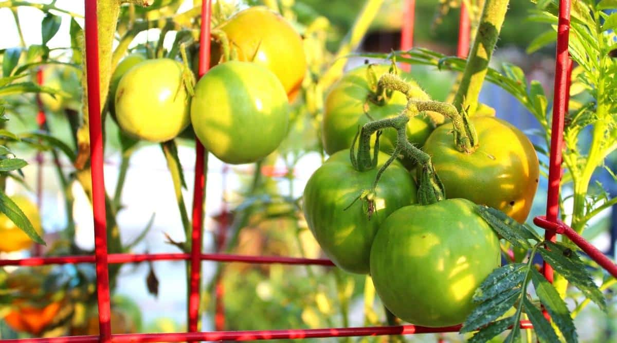 How to Trellis Tomatoes in 7 Easy Steps
