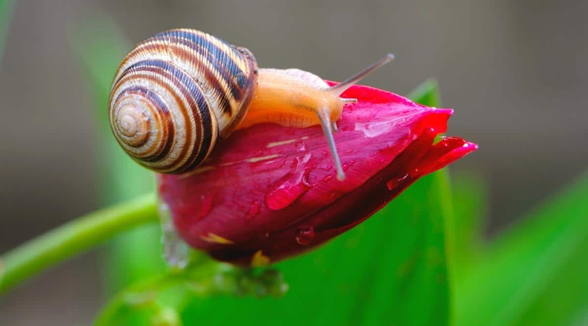 11 Common Tulip Pests How to Identify, Prevent, and Treat Them