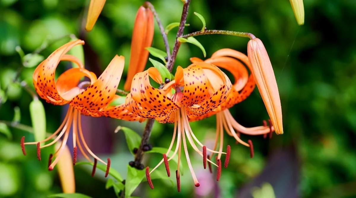 74 Different Types of Beautiful Lily Varieties