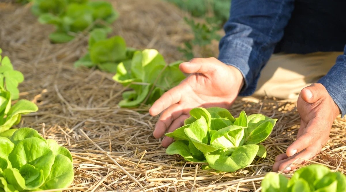 Close-up of lettuce growing in a garden bed mulched with straw. Lettuce is a beautiful rosette of large, slightly wavy, pale green leaves. The gardener’s hands demonstrate the salad.