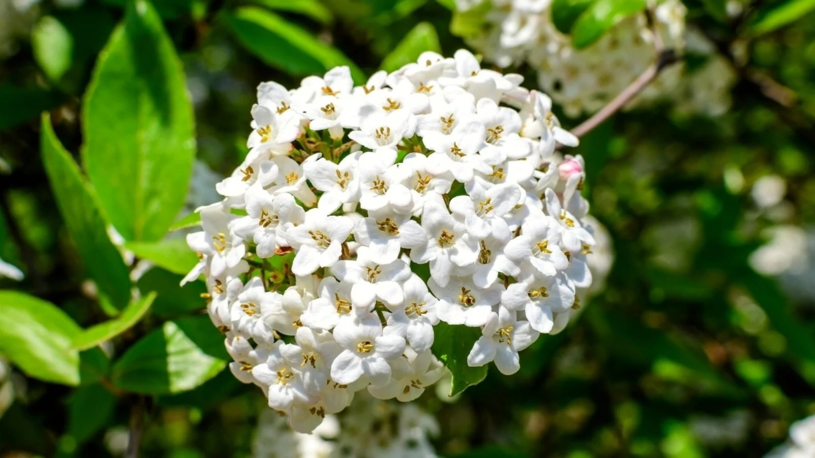 viburnum varieties