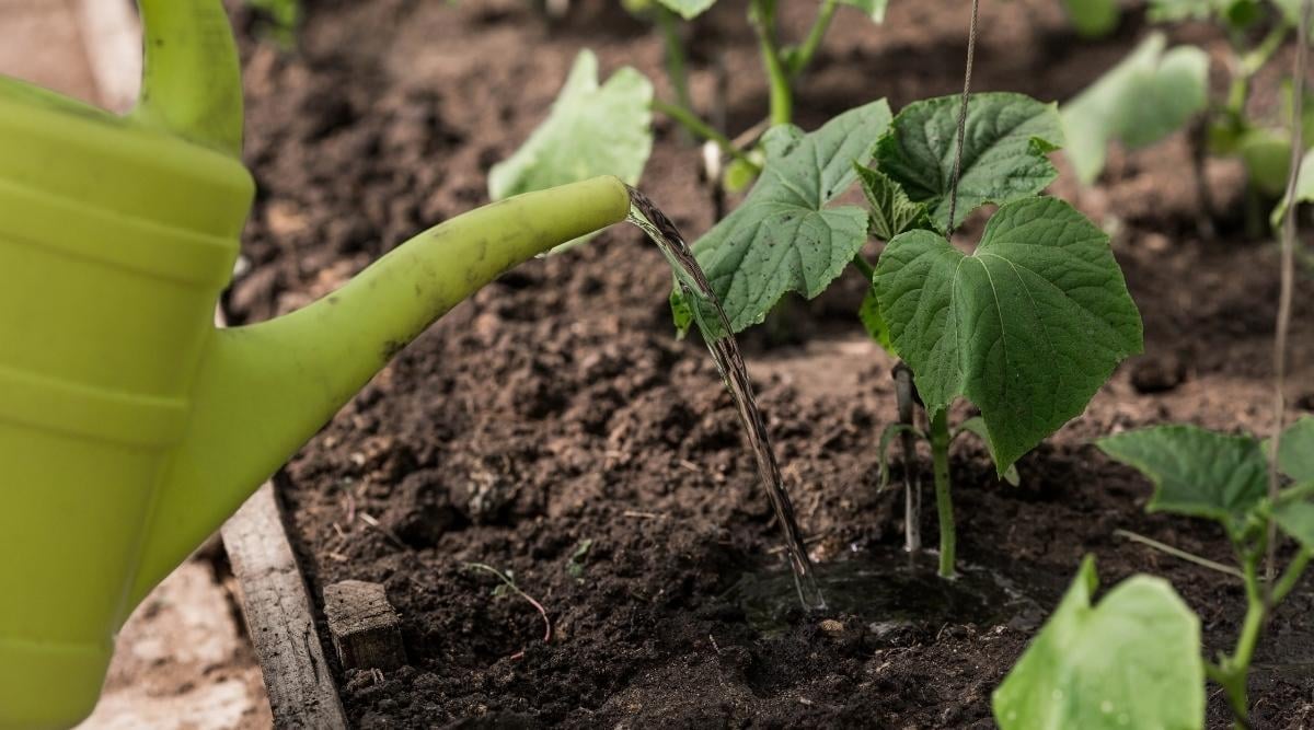 watering cucumber seedlings