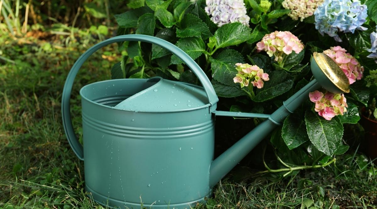 How Much and How Often Should You Water Hydrangeas?