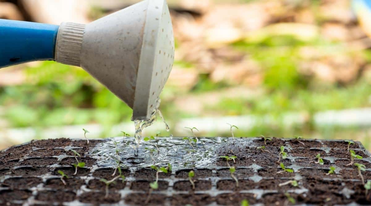 How Much and How Often Should You Water Your Seedlings?