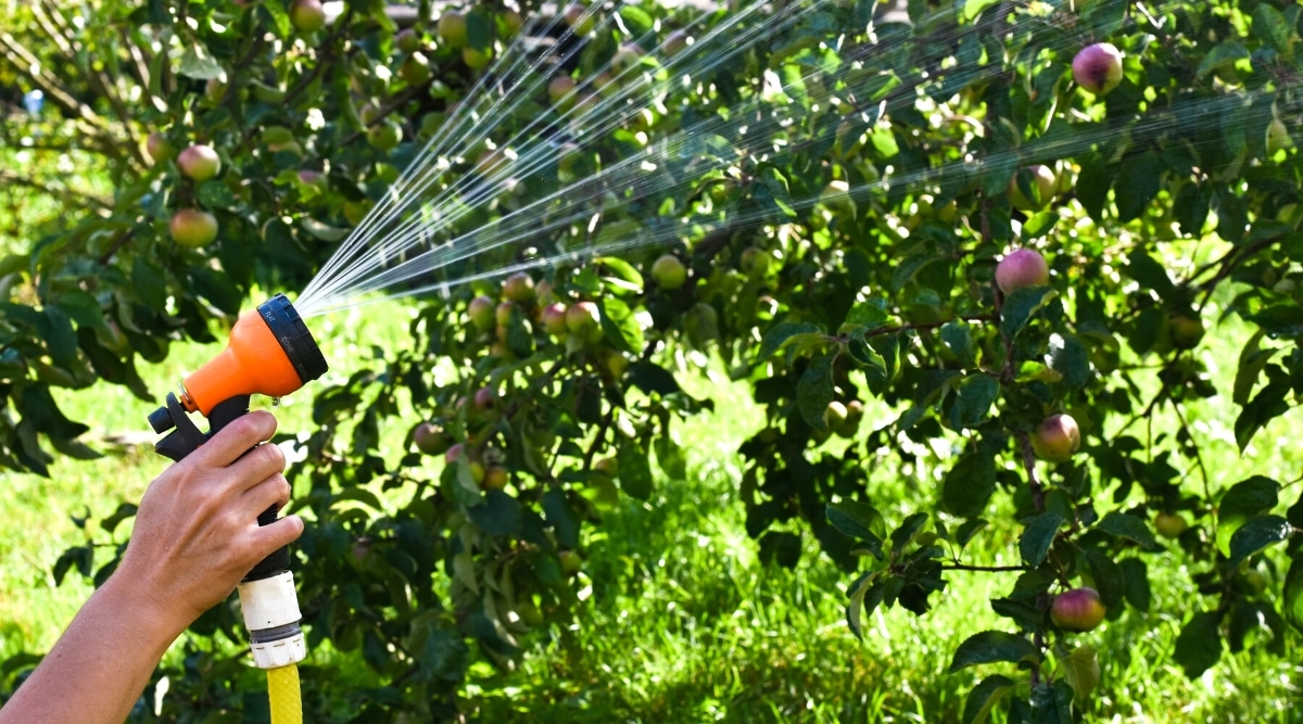 Apple Tree Growth Stages How Fast Do Apple Trees Grow?