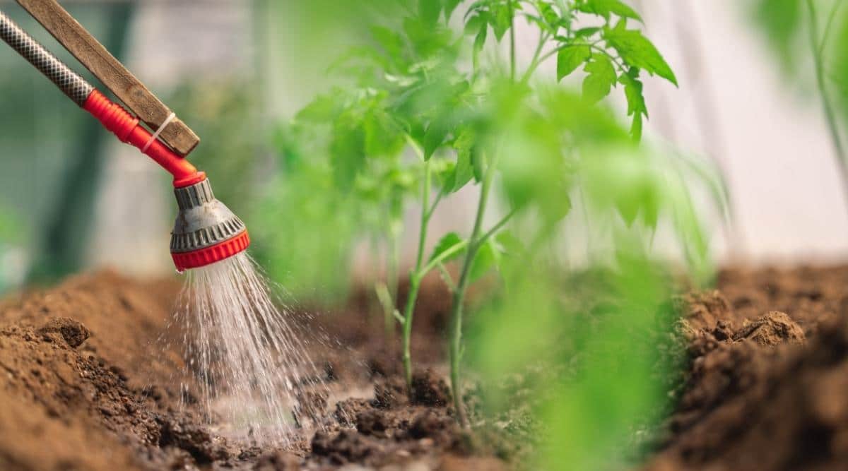 Watering Plant in Garden