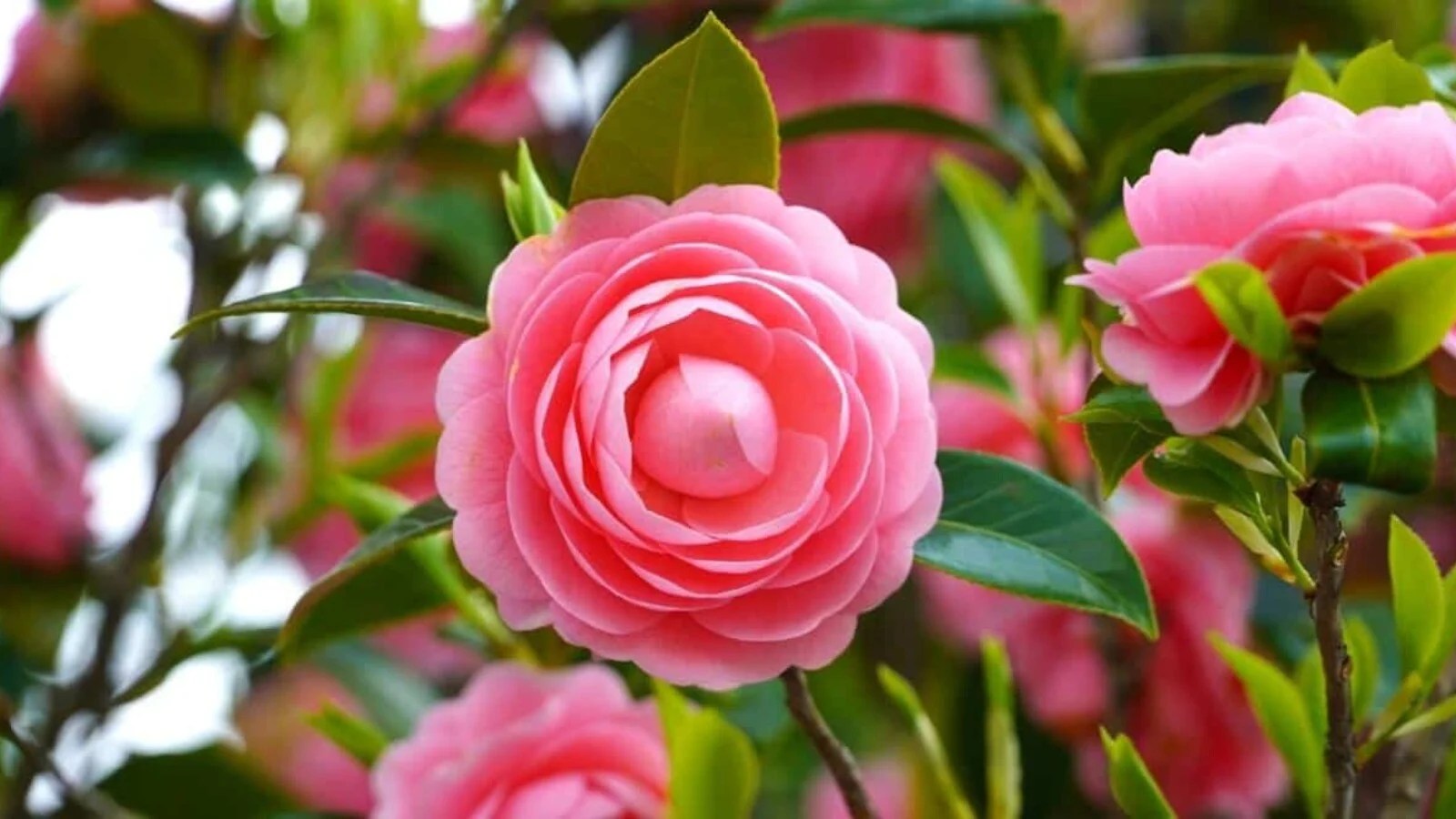 When Do Camellias Bloom Each Season?
