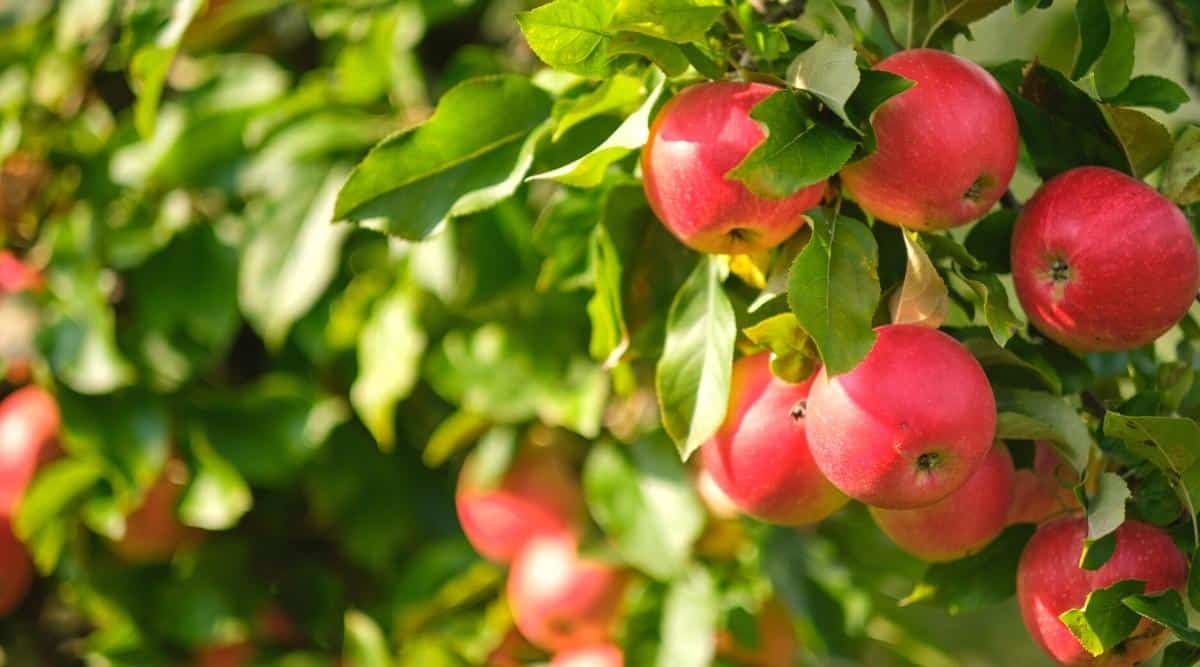 When Should You Plant Apple Trees This Season?