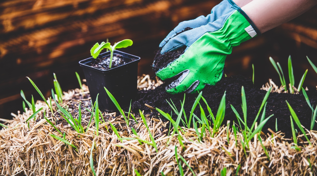 Close-up of woman adding soil mix to straw bale. A woman wearing bright green and blue gloves. Straw bale is straw packed tightly into a rectangular block on which plants are grown. The soil is black and loose. There is a zucchini seedling in a black pot on the Straw bale.