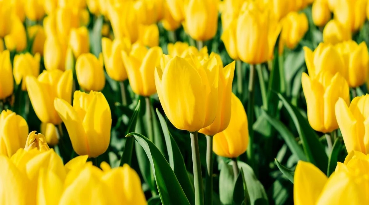 20 Different Yellow Tulip Varieties to Brighten Your Flowerbeds