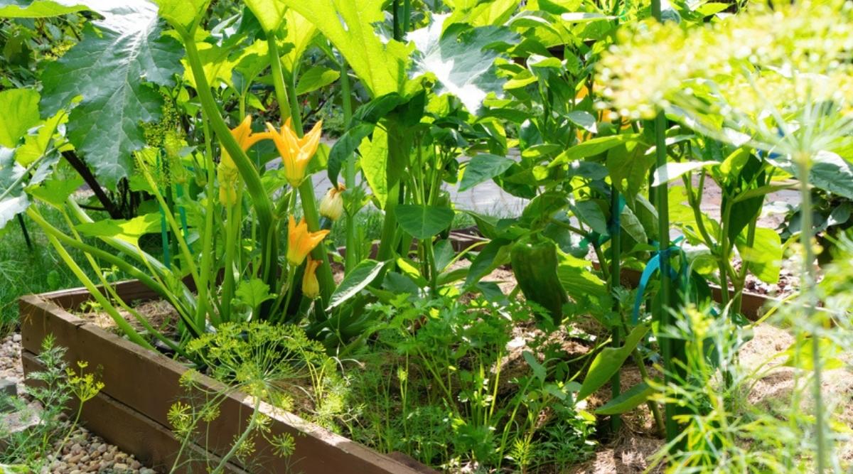 zucchini grows with dill on the same bed