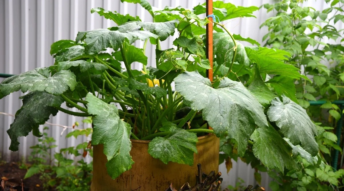 Close-up of a growing zucchini bush in a large container in the garden, against a gray and white fence. The plant has large broad leaves, heart-shaped, dark green in color, with silvery markings, and with serrated, slightly lobed edges.
