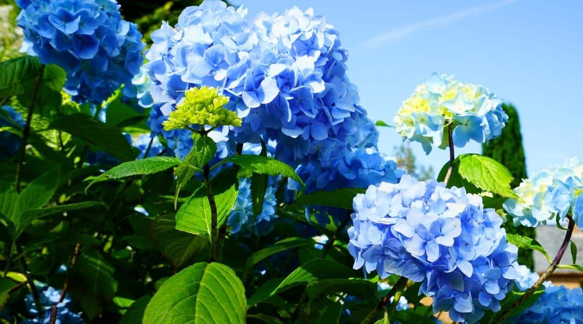 How to Grow and Care for Hydrangea 'Nikko Blue'
