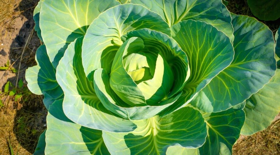 15 ColdSeason Vegetables That Get Sweeter After a Frost