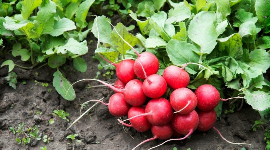 15 ColdSeason Vegetables That Get Sweeter After a Frost