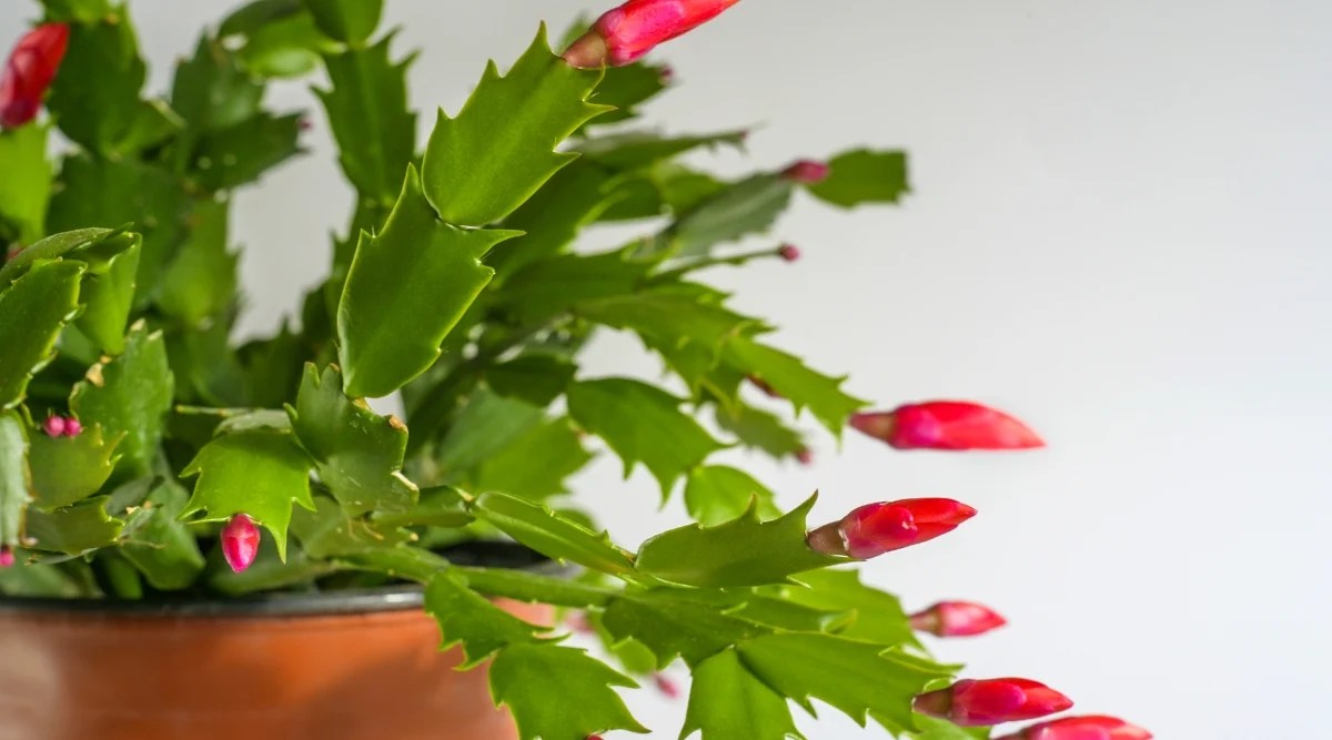 How to Get Your Thanksgiving Cactus to Rebloom Nature's Gateway
