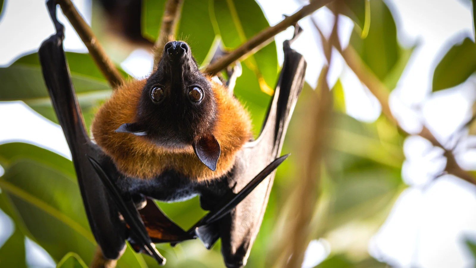 9 Ways To Attract Bats To Your Garden