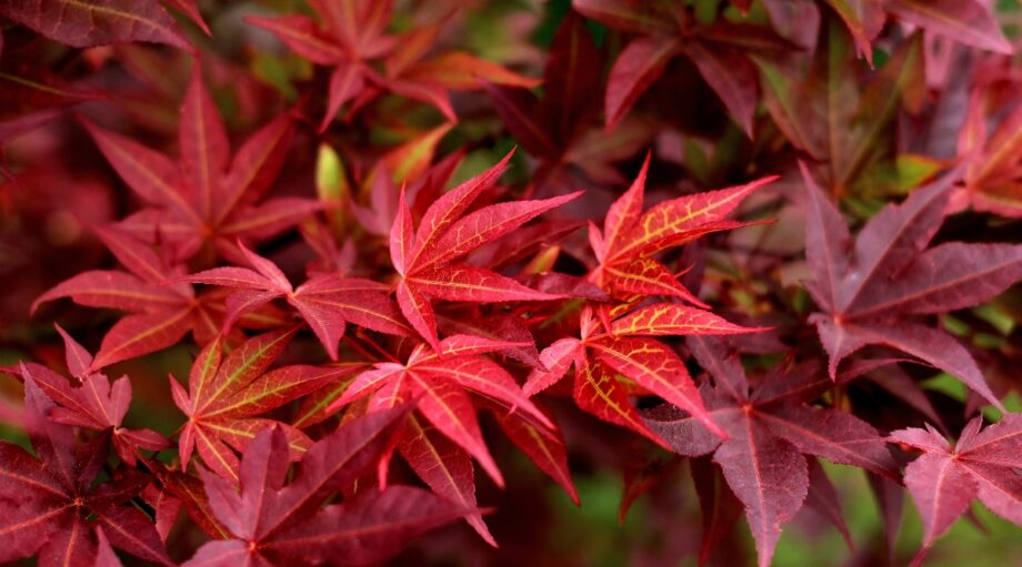 How to Plant, Grow, and Care for Japanese Maple Trees