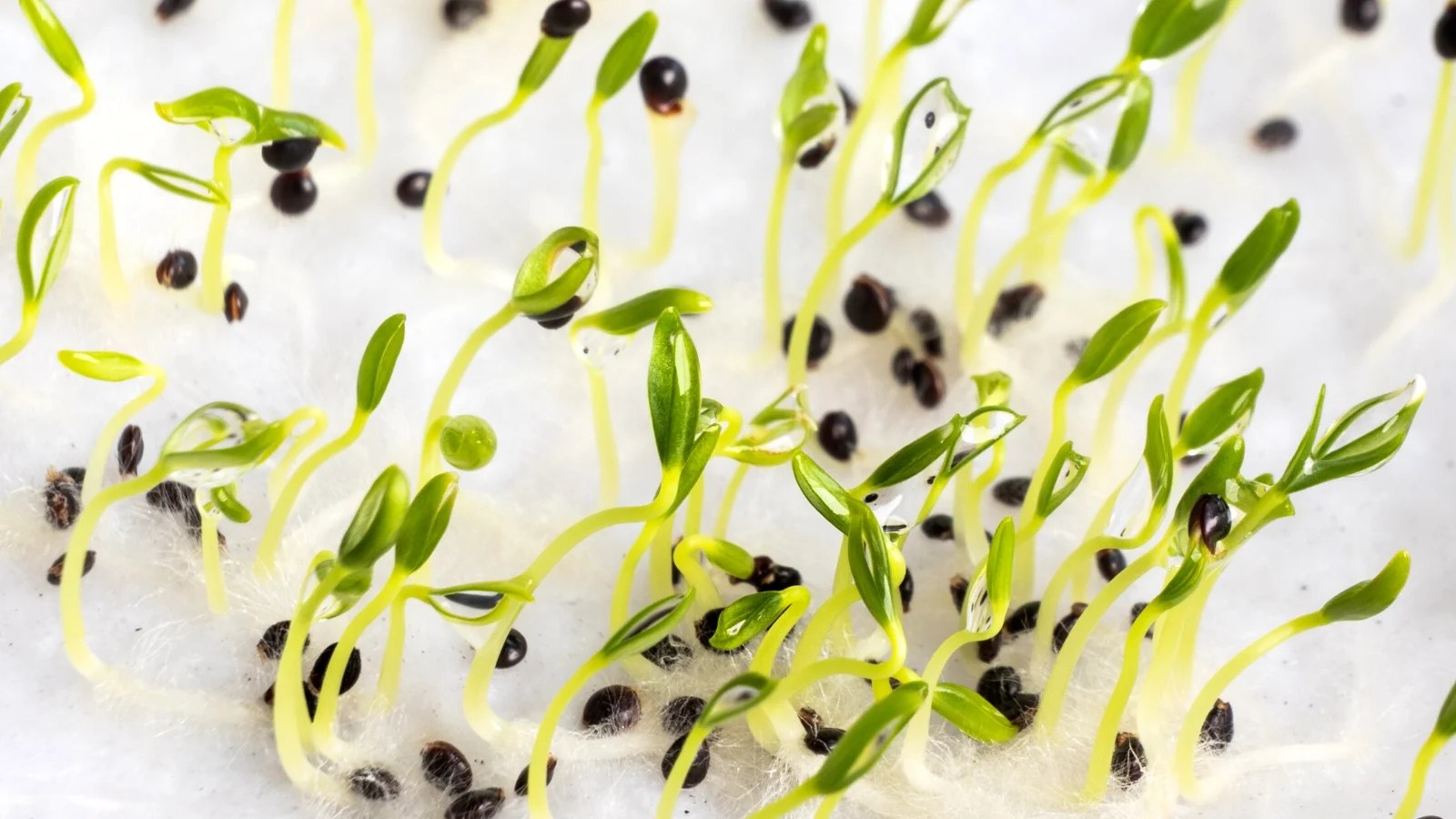 Cold Stratification for Seeds How Does it Work?