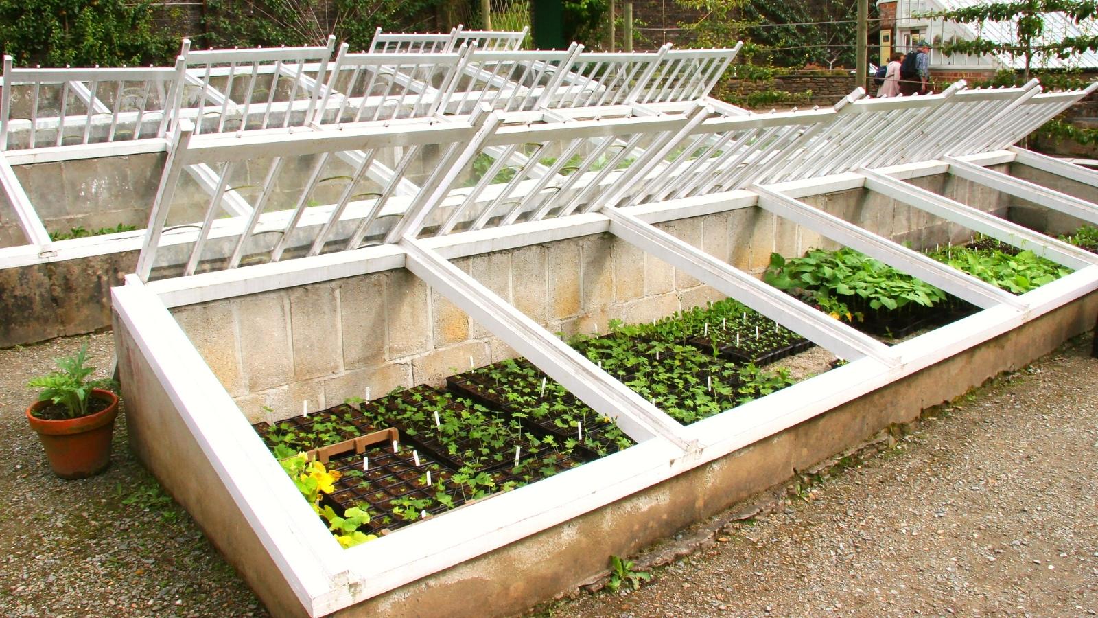 9 Tips for Growing Vegetables in a Cold Frame