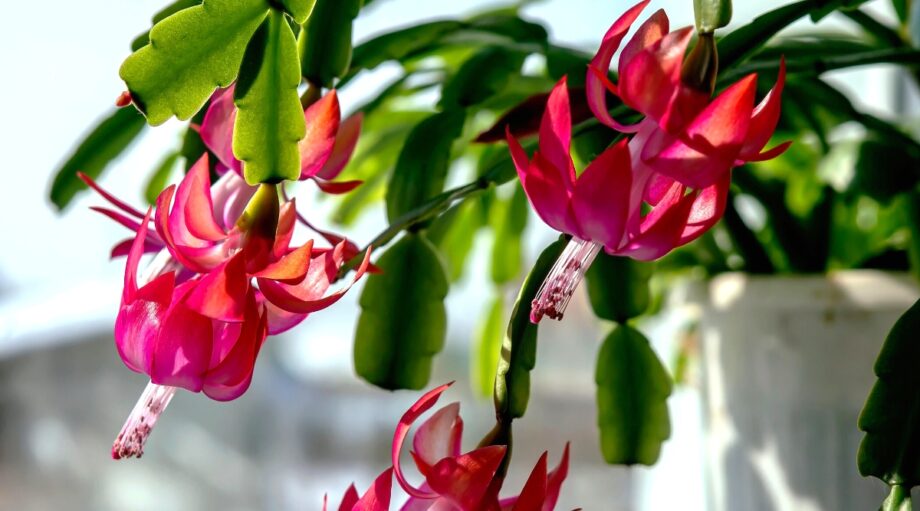 Why is my Christmas Cactus Dropping Leaves?