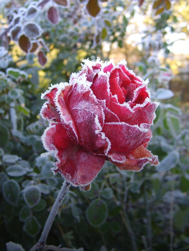 17 Different Varieties of Winter Hardy Roses For Cold Climates Epic